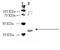 Growth hormone secretagogue receptor type 1 antibody, ADI-905-792-100, Enzo Life Sciences, Western Blot image 