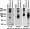 Kv1.4Potassium Channel antibody, 73-316, Antibodies Incorporated, Western Blot image 