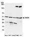NAD Kinase antibody, A304-993A, Bethyl Labs, Western Blot image 