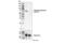 Optineurin antibody, 57548S, Cell Signaling Technology, Western Blot image 