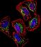 Hes Related Family BHLH Transcription Factor With YRPW Motif Like antibody, PA5-35185, Invitrogen Antibodies, Immunofluorescence image 