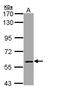 CBFA2/RUNX1 Partner Transcriptional Co-Repressor 2 antibody, LS-C186028, Lifespan Biosciences, Western Blot image 