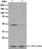 Calcium/Calmodulin Dependent Protein Kinase II Alpha antibody, ab124880, Abcam, Western Blot image 