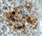 Arylsulfatase A antibody, AF2485, R&D Systems, Immunohistochemistry paraffin image 