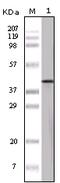 Ovalbumin antibody, 32-200, ProSci, Western Blot image 