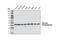 Pyruvate Dehydrogenase E1 Alpha 1 Subunit antibody, 3205T, Cell Signaling Technology, Western Blot image 