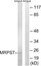 Mitochondrial Ribosomal Protein S7 antibody, PA5-38953, Invitrogen Antibodies, Western Blot image 