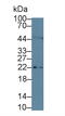 Interleukin 11 antibody, MBS2013200, MyBioSource, Western Blot image 