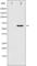 Docking Protein 1 antibody, abx010664, Abbexa, Western Blot image 