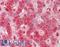 SHB antibody, LS-B11538, Lifespan Biosciences, Immunohistochemistry frozen image 