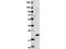 Interferon Lambda 1 antibody, A07060, Boster Biological Technology, Western Blot image 