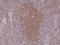 Paired Box 5 antibody, M00669-1, Boster Biological Technology, Immunohistochemistry paraffin image 