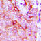 Adhesion G Protein-Coupled Receptor L2 antibody, LS-C354411, Lifespan Biosciences, Immunohistochemistry frozen image 