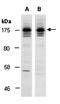 SOS Ras/Rho Guanine Nucleotide Exchange Factor 2 antibody, orb67260, Biorbyt, Western Blot image 