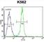 STIP1 Homology And U-Box Containing Protein 1 antibody, abx026635, Abbexa, Western Blot image 