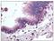 Histone Deacetylase 4 antibody, AP08440PU-N, Origene, Immunohistochemistry frozen image 