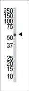 SRSF Protein Kinase 2 antibody, PA5-14487, Invitrogen Antibodies, Western Blot image 