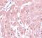 Small Ubiquitin Like Modifier 2 antibody, NBP1-77163, Novus Biologicals, Immunohistochemistry paraffin image 