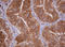 Isocitrate Dehydrogenase (NADP(+)) 1, Cytosolic antibody, LS-C800136, Lifespan Biosciences, Immunohistochemistry frozen image 