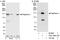 FLII Actin Remodeling Protein antibody, A301-565A, Bethyl Labs, Immunoprecipitation image 