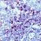 CD247 Molecule antibody, PA1-37284, Invitrogen Antibodies, Immunohistochemistry frozen image 