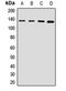 Coiled-Coil And C2 Domain Containing 1A antibody, LS-C668420, Lifespan Biosciences, Western Blot image 