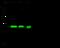 Purine Nucleoside Phosphorylase antibody, GTX02345, GeneTex, Western Blot image 