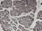 Zinc Finger Protein 44 antibody, MA5-21976, Invitrogen Antibodies, Immunohistochemistry frozen image 