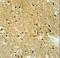 Importin 9 antibody, LS-C165267, Lifespan Biosciences, Immunohistochemistry frozen image 