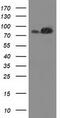Striatin Interacting Protein 1 antibody, TA502310, Origene, Western Blot image 