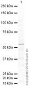 Hepatocyte Nuclear Factor 4 Alpha antibody, ab41898, Abcam, Western Blot image 