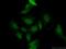 Nuclear Receptor Subfamily 0 Group B Member 1 antibody, 20849-1-AP, Proteintech Group, Immunofluorescence image 