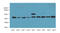 GAPDH antibody, LS-C210926, Lifespan Biosciences, Western Blot image 