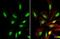 Bromodomain Containing 3 antibody, NBP2-15612, Novus Biologicals, Immunocytochemistry image 