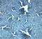 Solute Carrier Family 38 Member 4 antibody, A07283, Boster Biological Technology, Immunohistochemistry frozen image 