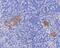 Tripartite Motif Containing 72 antibody, NBP2-80398, Novus Biologicals, Immunohistochemistry paraffin image 