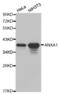 Annexin A1 antibody, abx001033, Abbexa, Western Blot image 