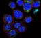 Galanin antibody, PA5-25649, Invitrogen Antibodies, Immunofluorescence image 