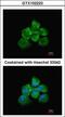 Rho/Rac Guanine Nucleotide Exchange Factor 18 antibody, GTX102223, GeneTex, Immunofluorescence image 