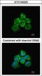 Rho guanine nucleotide exchange factor 18 antibody, GTX102223, GeneTex, Immunofluorescence image 