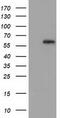 Guanylate-binding protein 5 antibody, CF502243, Origene, Western Blot image 