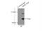 Transient Receptor Potential Cation Channel Subfamily C Member 4 Associated Protein antibody, 12606-1-AP, Proteintech Group, Immunoprecipitation image 