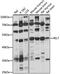 RELT TNF Receptor antibody, 16-098, ProSci, Western Blot image 