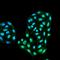Autophagy Related 12 antibody, orb377214, Biorbyt, Immunofluorescence image 