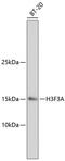 H3 Histone Family Member 3B antibody, 13-847, ProSci, Western Blot image 