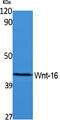 Wnt Family Member 16 antibody, STJ96471, St John