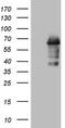 Zinc Finger Protein 286A antibody, TA803385AM, Origene, Western Blot image 