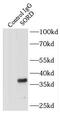 SEC14 And Spectrin Domain Containing 1 antibody, FNab08110, FineTest, Immunoprecipitation image 