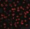 KS3 antibody, NBP1-76865, Novus Biologicals, Immunofluorescence image 