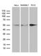 Sorting Nexin 4 antibody, LS-C792962, Lifespan Biosciences, Western Blot image 